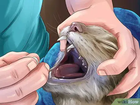 Imagen titulada Get Rid of Harvest Mite Infestations in Cats Step 9