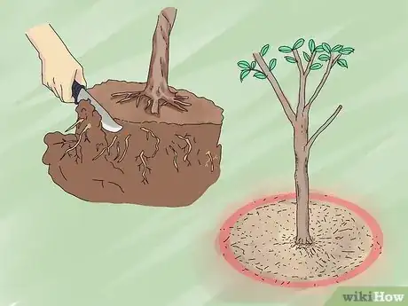 Imagen titulada Prune a Trumpet Vine Step 3
