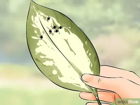 Imagen titulada Get Rid of Spider Mites Step 3