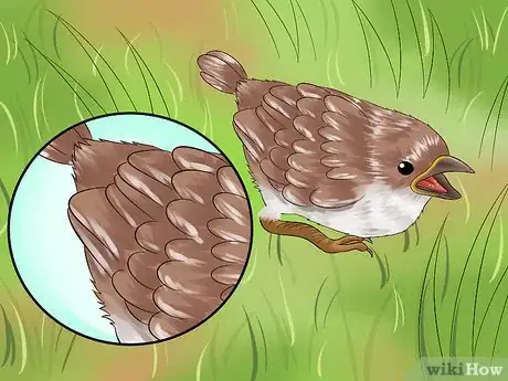 Imagen titulada Care for an Injured Wild Bird That Cannot Fly Step 1