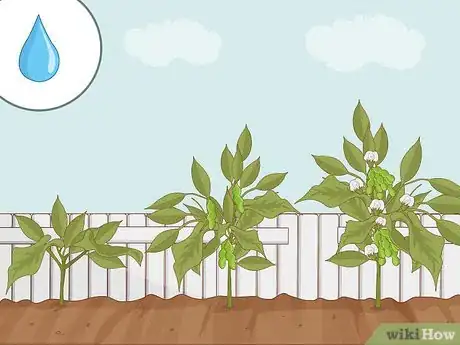 Imagen titulada Grow Soybeans Step 10
