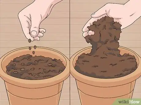 Imagen titulada Grow Delphinium Step 5