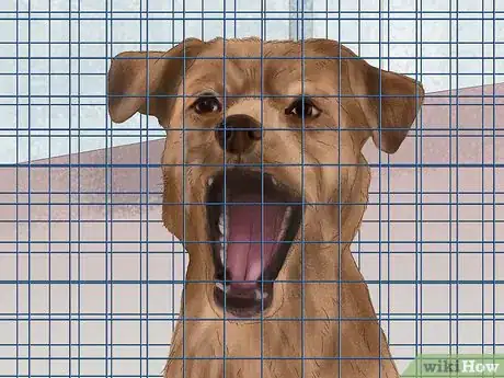 Imagen titulada Treat a Dog for Rabies Step 11