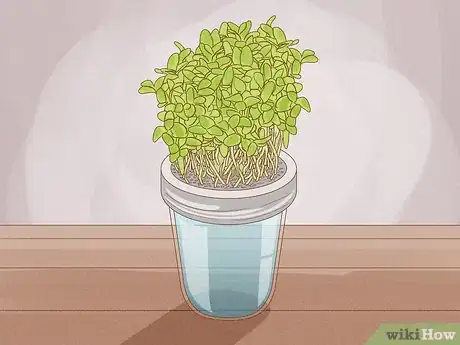 Imagen titulada Grow Microgreens Step 19