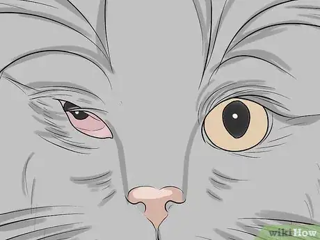 Imagen titulada Diagnose and Treat Feline Infectious Peritonitis (FIP) Step 4