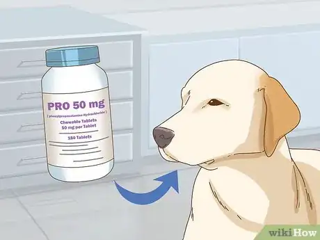 Imagen titulada Treat Spay Incontinence in Female Dogs Step 3