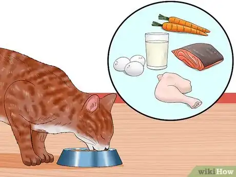 Imagen titulada Care for an FIV Infected Cat Step 1