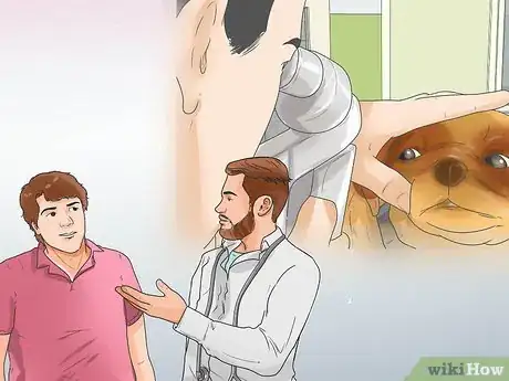 Imagen titulada Treat Eye Problems in Pugs Step 25