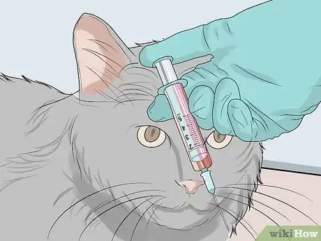 Imagen titulada Diagnose and Treat Feline Infectious Peritonitis (FIP) Step 8