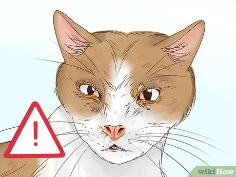 Imagen titulada Diagnose and Treat Blepharitis in Cats Step 3