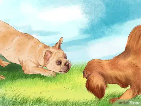 Imagen titulada Exercise an English Bulldog Step 5