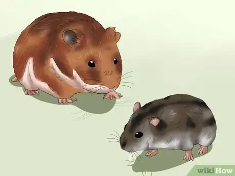 Imagen titulada Get Hamsters to Stop Fighting Step 1