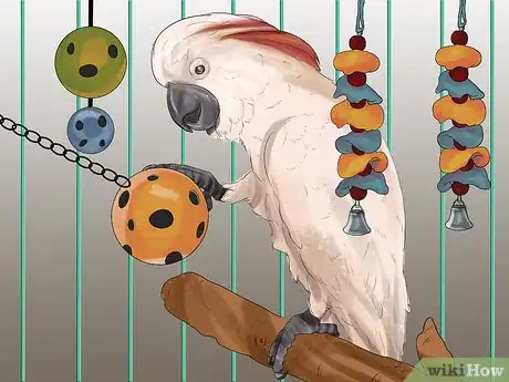 Imagen titulada Live With a Moluccan Cockatoo Step 15