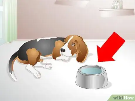 Imagen titulada Get a Sick Dog to Drink Step 1