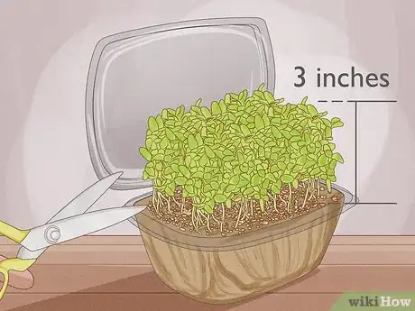 Imagen titulada Grow Microgreens Step 14