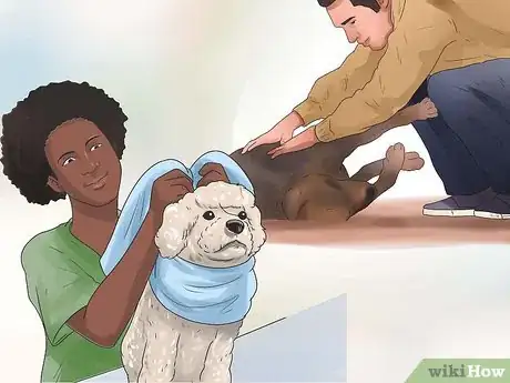 Imagen titulada Support Your Animal After a Horrible Dog or Cat Fight Step 10