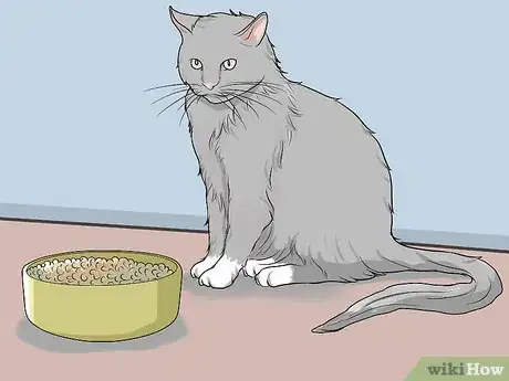 Imagen titulada Diagnose and Treat Feline Infectious Peritonitis (FIP) Step 1