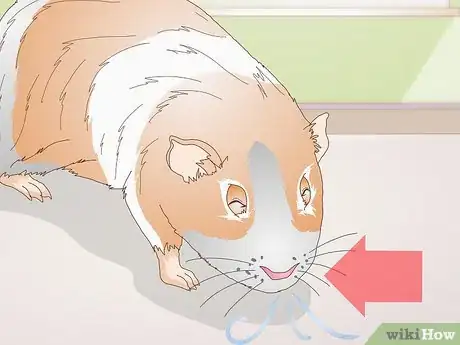 Imagen titulada Treat Respiratory Problems in Guinea Pigs Step 1