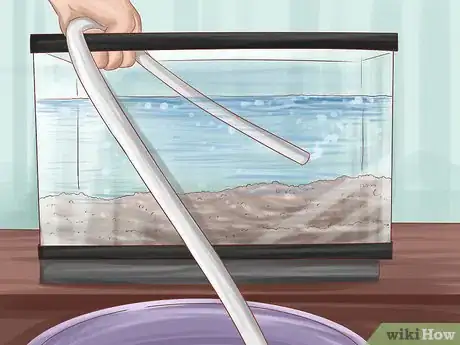 Imagen titulada Keep Your Fish from Dying Step 1