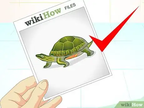 Imagen titulada Put a Sucker Fish in a Tank With a Turtle Step 3