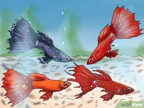 Imagen titulada Identify Finrot Step 7
