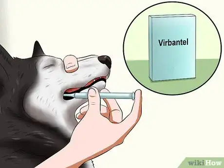 Imagen titulada Treat Hookworms in Dogs Step 11