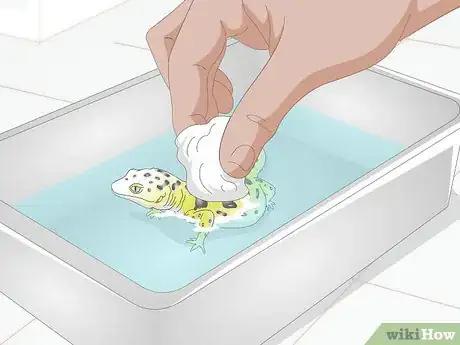 Imagen titulada Bathe a Leopard Gecko Step 4
