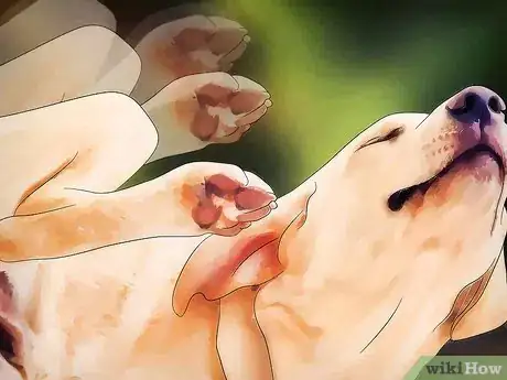 Imagen titulada Get Rid of Dog Lice Step 1