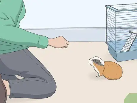 Imagen titulada Hold a Guinea Pig Step 15