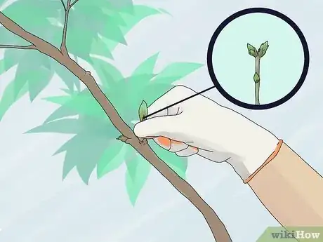 Imagen titulada Prune a Trumpet Vine Step 4