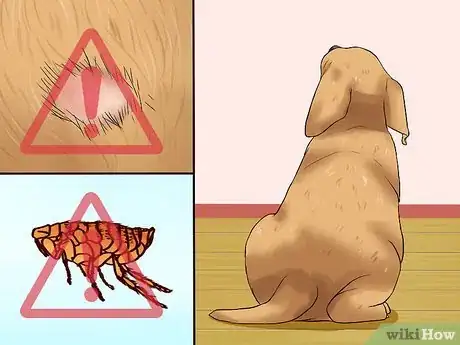 Imagen titulada Choose a Healthy Puppy Step 3