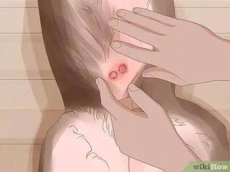 Imagen titulada Diagnose and Treat Your Dog's Itchy Skin Problems Step 11