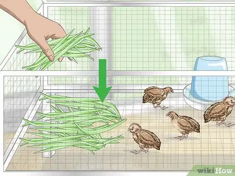 Imagen titulada Breed Quail Step 10