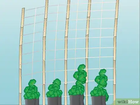 Imagen titulada Train Cucumbers Step 2