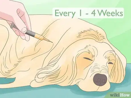 Imagen titulada Treat Skin Allergies in Golden Retrievers Step 20