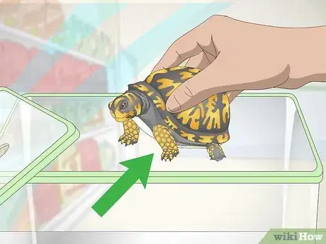 Imagen titulada Care for an Eastern Box Turtle Step 2