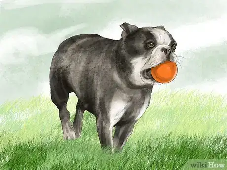 Imagen titulada Exercise an English Bulldog Step 3