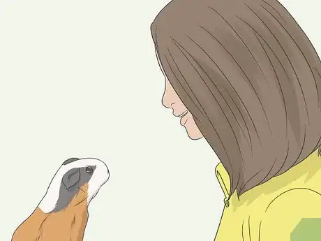 Imagen titulada Hold a Guinea Pig Step 11