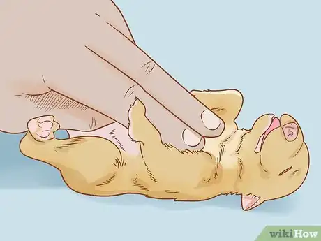 Imagen titulada Revive a Puppy Step 8