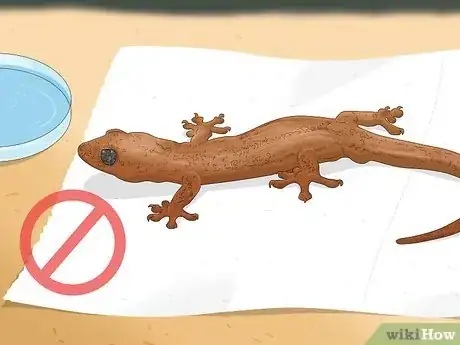 Imagen titulada Catch a Lizard in the House Step 13