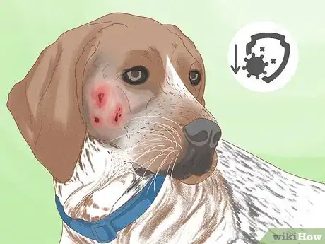 Imagen titulada Diagnose and Treat Your Dog's Itchy Skin Problems Step 10