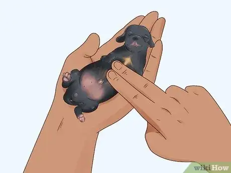 Imagen titulada Care for Newborn Puppies Step 19