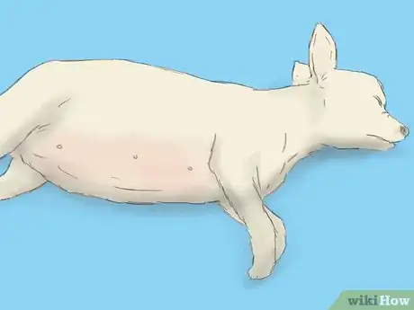 Imagen titulada Care for a Pregnant Chihuahua Step 11