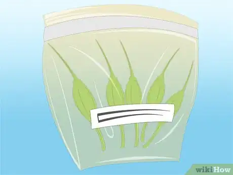 Imagen titulada Propagate Azaleas Step 29