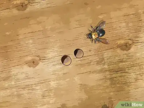Imagen titulada Identify Carpenter Bees Step 12