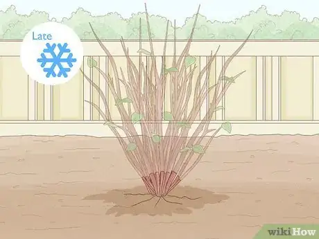 Imagen titulada Prune Mock Orange Shrubs Step 10