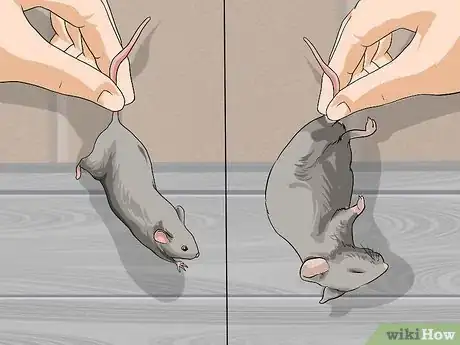 Imagen titulada Feed a Snake Step 3