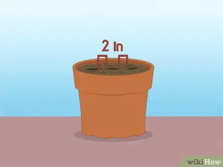 Imagen titulada Propagate Azaleas Step 19