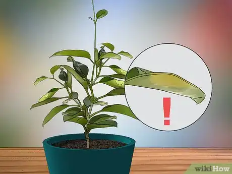 Imagen titulada Grow Jasmine from Cuttings Step 22