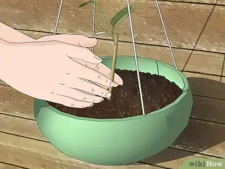 Imagen titulada Grow Jasmine from Cuttings Step 16